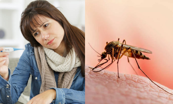 Top Five Monsoon Diseases Mainly Caused by the Mosquito Bite
